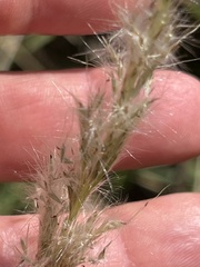 Bothriochloa laguroides