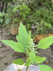Chenopodium album