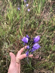 Babiana angustifolia