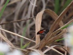 Sphecidae