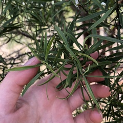 Eremophila mitchellii