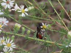 Sphecidae
