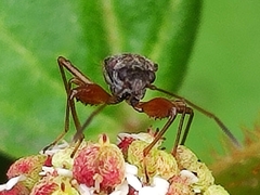 Neopamera
