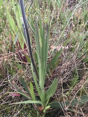 Babiana angustifolia