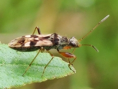 Neopamera