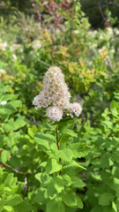 Spiraea alba latifolia