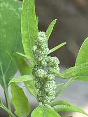 Chenopodium album