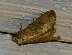 Condica sutor