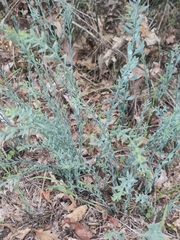 Osyris alba