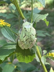 Hyla versicolor