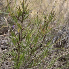Glycine clandestina