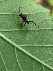 Evaniella semaeoda