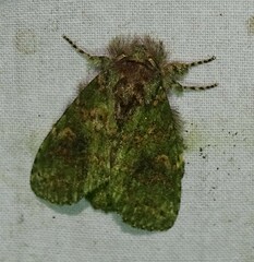 Cecrita biundata