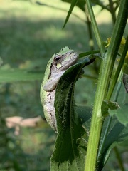 Hyla versicolor