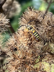 Pennisetia marginatum