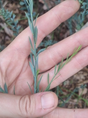 Osyris alba