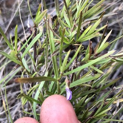 Glycine clandestina