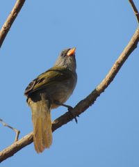 Embernagra platensis