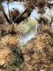 Pennisetia marginatum