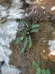 Asplenium ceterach