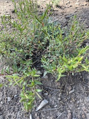 Oenothera lavandulifolia