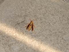 Polistes japonicus