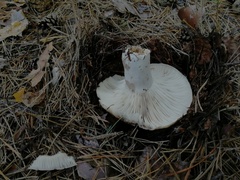 Russula nigricans