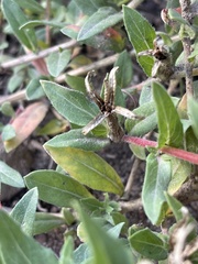 Oenothera lavandulifolia