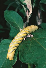 Acherontia atropos