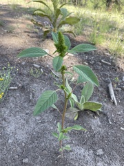 Amaranthus powellii