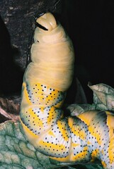 Acherontia atropos