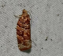 Argyrotaenia tabulana