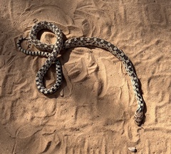 Pituophis catenifer deserticola
