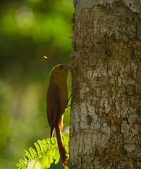 Sittasomus griseicapillus