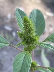 Amaranthus powellii