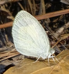 Eurema daira