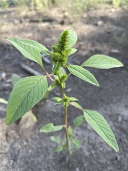Amaranthus powellii