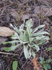 Helichrysum arenarium