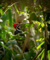 Dryocopus lineatus
