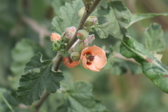 Sphaeralcea bonariensis