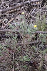 Helianthemum