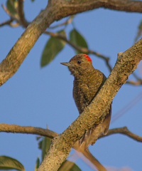 Dryobates passerinus