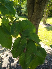 Ulmus americana
