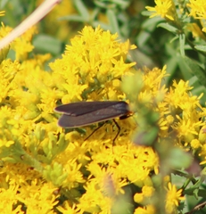 Cisseps fulvicollis