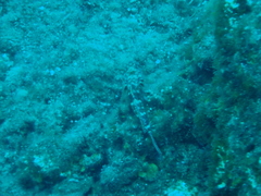 Gobius cruentatus