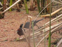 Chrysomus ruficapillus