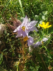 Solanum dimidiatum