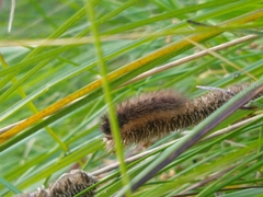 Arctiinae