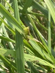Conocephalus brevipennis