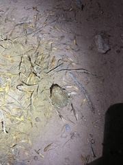 Anaxyrus microscaphus